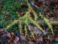 Goldgelber Berglärchen Zweig am Waldboden